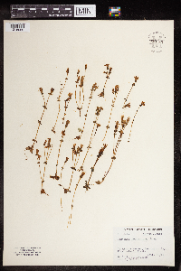 Media resource of Gentiana douglasiana