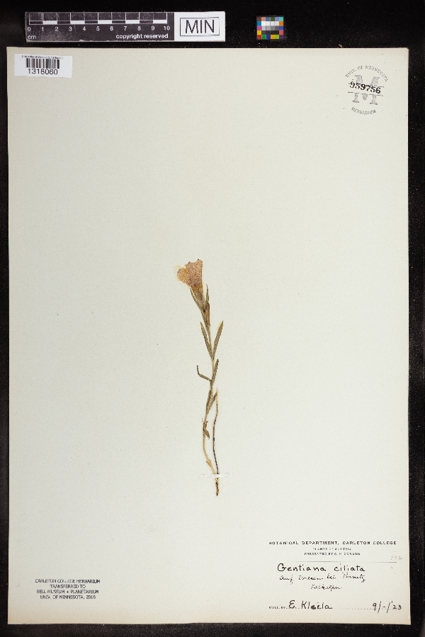 Gentiana ciliata image