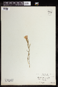 Media resource of Gentiana ciliata