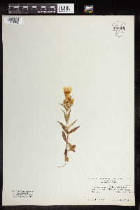 Media resource of Gentiana germanica