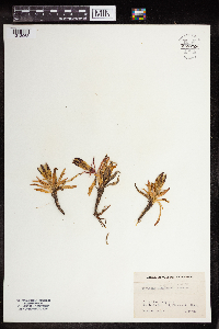 Media resource of Gentiana algida