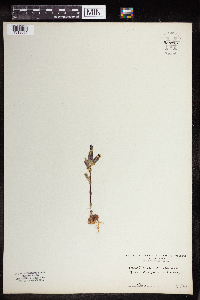 Media resource of Gentiana utriculosa