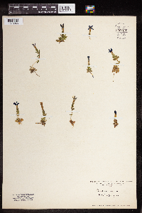 Media resource of Gentiana verna