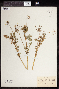 Erodium cicutarium image