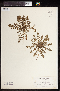 Erodium cicutarium image