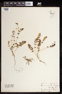 Erodium cicutarium image