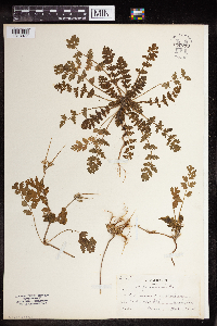 Erodium cicutarium image