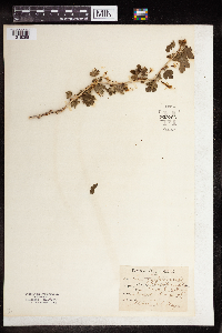 Ribes rotundifolium image