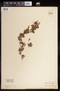 Ribes cynosbati image