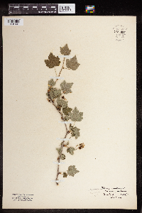 Ribes cynosbati image