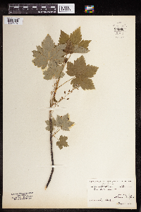 Ribes glandulosum image