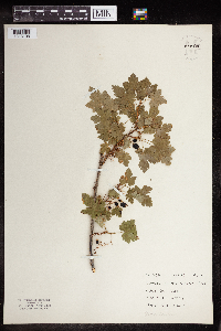 Ribes lacustre image