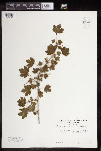 Ribes missouriense image