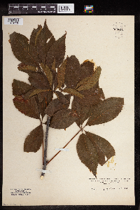Aesculus glabra image