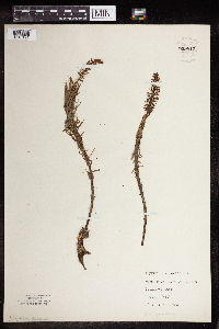 Hippuris vulgaris image