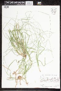 Carex deweyana var. deweyana image