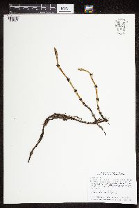 Thumbnail image of current specimen