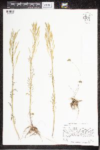 Cardamine pratensis image