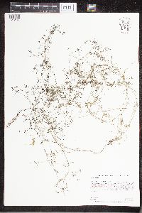 Galium trifidum image