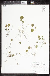 Cardamine pratensis image