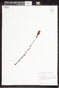 Monotropa hypopitys image