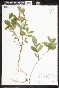 Lonicera caerulea image