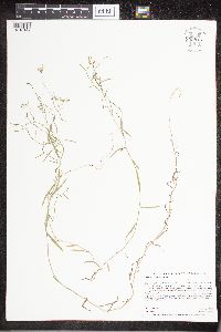 Campanula aparinoides image