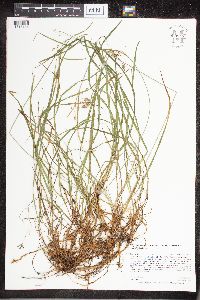 Carex magellanica subsp. irrigua image