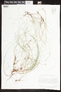 Carex leptalea image