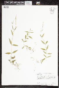 Epilobium palustre image