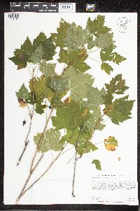 Ribes hudsonianum image