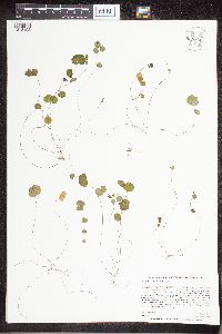 Cardamine pratensis image