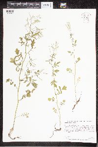 Cardamine pensylvanica image