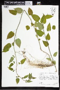 Solanum dulcamara image