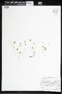Cardamine pratensis image