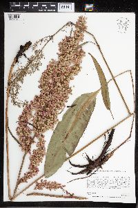 Rumex britannica image