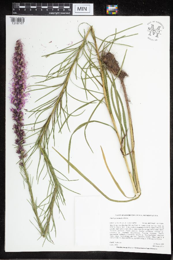 Liatris pycnostachya var. pycnostachya image