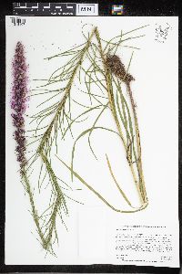 Media resource of Liatris pycnostachya