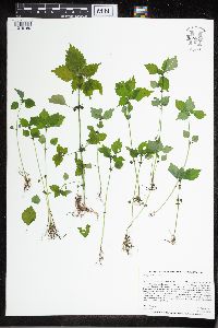 Pilea pumila image