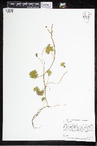 Ranunculus gmelinii image
