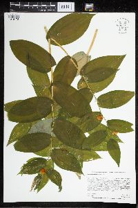 Streptopus amplexifolius image