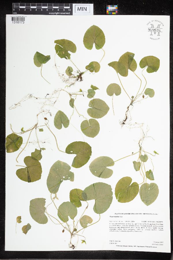 Viola renifolia image