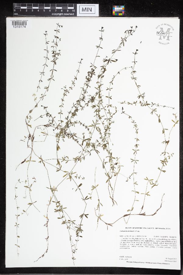 Galium tinctorium var. tinctorium image