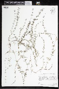 Galium tinctorium image