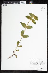 Media resource of Halenia deflexa