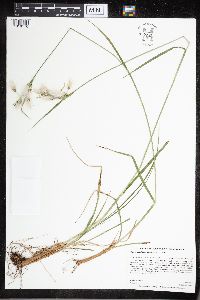 Eriophorum viridicarinatum image