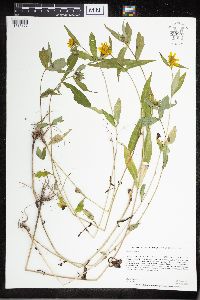 Bidens cernua image
