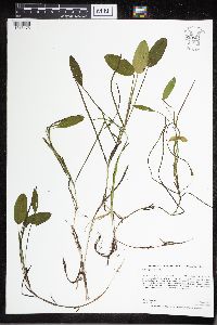 Potamogeton natans image
