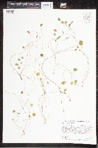 Cardamine pratensis image