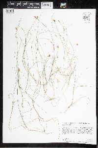 Carex tenuiflora image